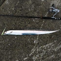 太刀魚×5、青物不発